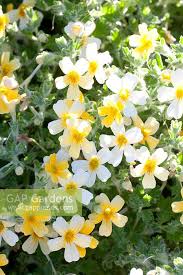 Image result for Jamesbrittenia