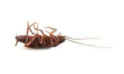 Pest control, bee removal, termite control. Action Termite Pest Control Phoenix Treatment Inspection
