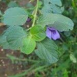 Image result for Dyschoriste thunbergiiflora