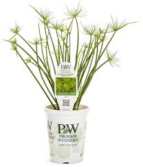 Image result for Cyperus tenax