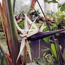 Image result for Strelitzia alba