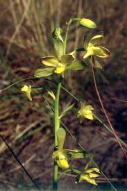 Image result for Eulophia clitellifera