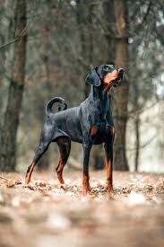 Kruz the doberman goes on an adventure to meet his pups. Doberman Pinscher Dog Breed Information Characteristics Daily Paws