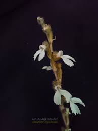 Image result for Zeuxine stammleri