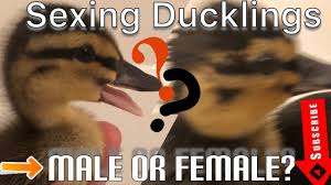 We did not find results for: Vlog 6 Vent Sexing Ducklings Sexingducks Familyfarm Howto Youtube