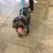 1031 patricia san antonio, texas; Doggy Style Nyc Pet Store In Greenwich Village