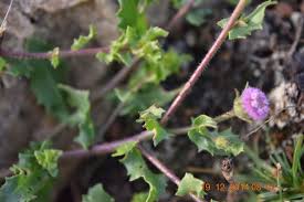 Image result for Blumea