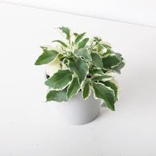 Image result for Kalanchoe lanceolata