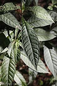 Image result for Psychotria palustris