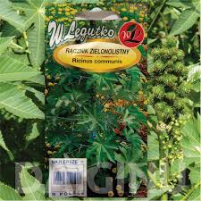 Image result for Ricinus communis