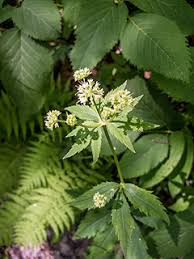 Image result for Sanicula