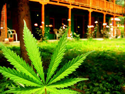 Hello, i was born in a muslim country and a muslim family. Iranian Religious Authority Considers Psychedelic Medicines Halal Psychedelic Times