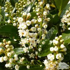 Maybe you would like to learn more about one of these? Buy Prunus Laurocerasus Otto Luyken Dwarf Laurel In The Uk