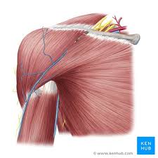 This diagram depicts shoulder anatomy vessels. Shoulder Muscles Anatomy And Functions Kenhub