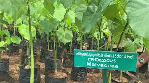 Image result for Hildegardia