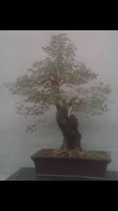 Bonsai asem ialah salah satu tumbuhan yang mempunyai banyak manfaat, paling utama dalam demikian ulasan mengenai bonsai asem : Bonsai Asem Londo Kompasiana Com