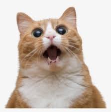 Funny Face Png Download Transparent Funny Face Png Images For Free Nicepng Angry cat animal tiger feline pet mammal face roar eyes. funny face png download transparent
