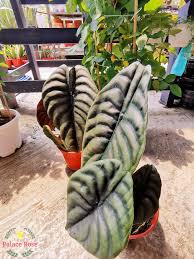 2, jalan pualam dua 7/32b seksyen 7 ( worldwide ), 40000. Hello Everybody Setia Alam Is Palace Rose Nursery åŸºæ¥­åœ'è— Facebook