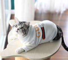 Free delivery and returns on ebay plus items for plus members. Gucci Cat Clothes Buy Clothes Shoes Online