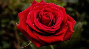 بوكيه ورد احمر معنى اللون الاحمر في الورد معنى الحب