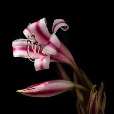Image result for Crinum stuhlmannii
