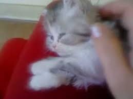 Konusuyor Mp4 Youtube Kedi Yavru Kediler Kus