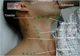 أماكن تواجد الغدد اللمفاوية بالصور طبيب دوت كوم