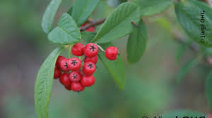 Dieser zierstrauch trägt im april weiße blüten und kupferrote blätter, die im sommer eine grüne sowie im herbst eine orange, gelbe oder rote färbung annehmen. Immergrune Laubgeholze