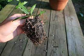 Maybe you would like to learn more about one of these? Hardwood Cuttings For Shrub Tree Propagation Home Garden Information Center