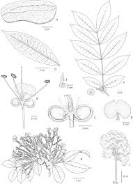 Image result for Gilbertiodendron