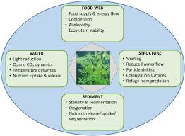 Image result for Hydrostachys polymorpha