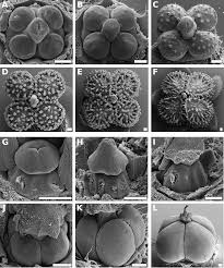 Image result for Hilsenbergia