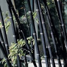 Black Bamboo Plants For Sale Ireland Pin On Paint It Black