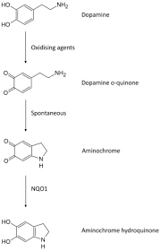 Binter yang merupakan singkatan dari bintang terang. Nqo1 A Target For The Treatment Of Cancer And Neurological Diseases And A Model To Understand Loss Of Function Disease Mechanisms Sciencedirect