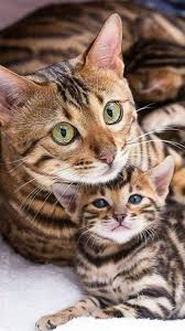Anne Ve Kizi Sevimli Hayvan Yavrulari Sevimli Kedi Yavrulari Kedi