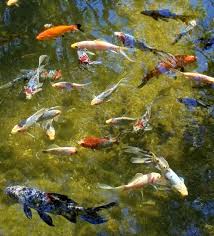 · in a pond, fish have to . Koi Pond Reccomemdations Garden Pond Forums