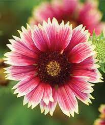 Million bells bouquet brilliant pink. Gaillardia Punch Bowl Hybrid Summer Flowers Annual Flowers Plants