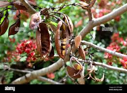 Image result for Schotia brachypetala