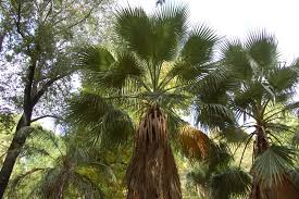 Image result for Washingtonia filifera