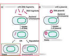 Het achterhuis, the diary of anne frank. Resistance Psychology Definition Quizlet