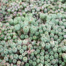 Image result for Euphorbia memoralis