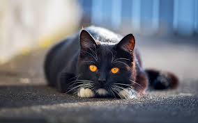 British Shorthair Gato Negro De Cerca Gato Domestico Ojos Amarillos Mascotas Fondo De Pantalla Hd Peakpx
