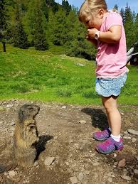 Check spelling or type a new query. Die Sussen Murmeltiere Auf Der Schladming Dachstein Facebook