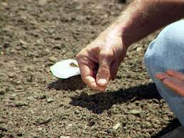 Jul 06, 2021 · set the glass in a light but not sunny window. How To Plant Carrot Seeds How Tos Diy