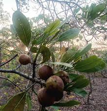 Image result for Boscia salicifolia