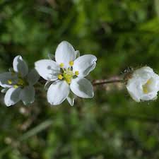 Image result for Spergula arvensis
