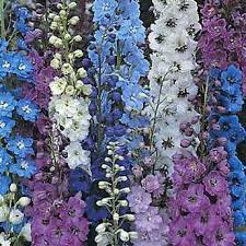 Pacific Giants Delphinium Seeds 250 Mg Delphinium Flowers Flowers Perennials Larkspur Flower