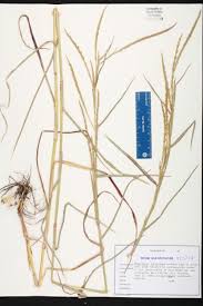 Image result for Hemarthria