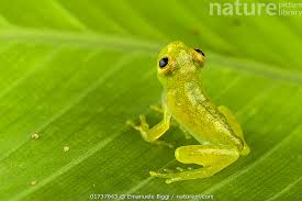 Image result for glass frog