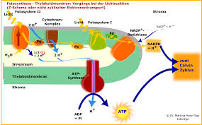 Die energie, die davor im glucosemolekül enthalten war, wird auf das. Elektronentransport Und Fotophosphorylierung